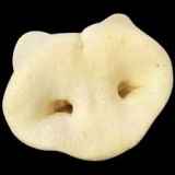 Schweinenase gepufft 1 Stück